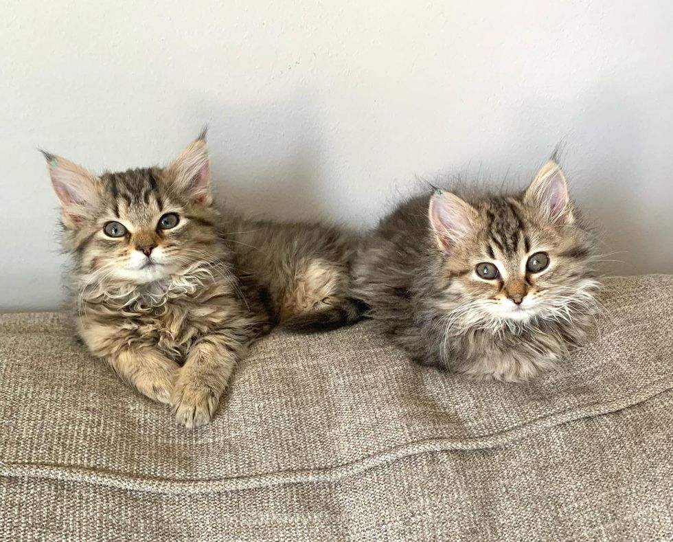 tabby fluffy sister kittens