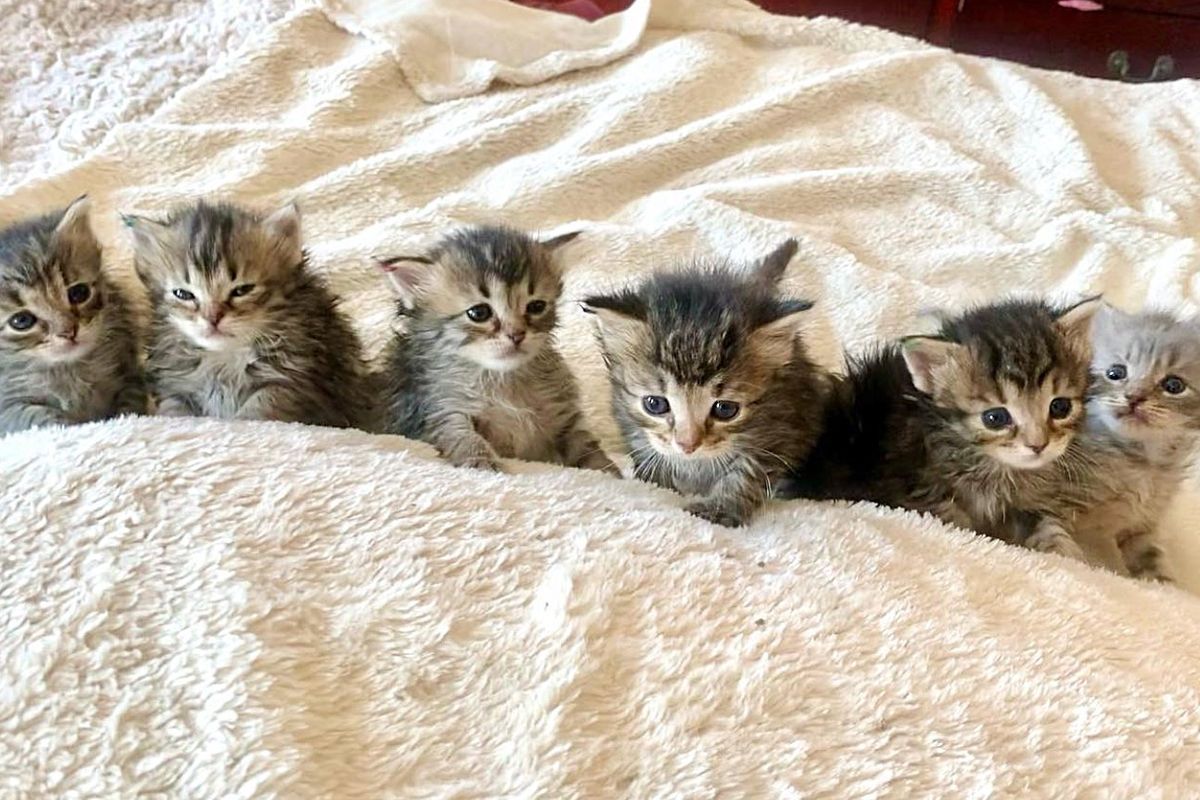 Cat Entrusts Kind People with 6 Kittens So She Can Enjoy What She's Always Wanted