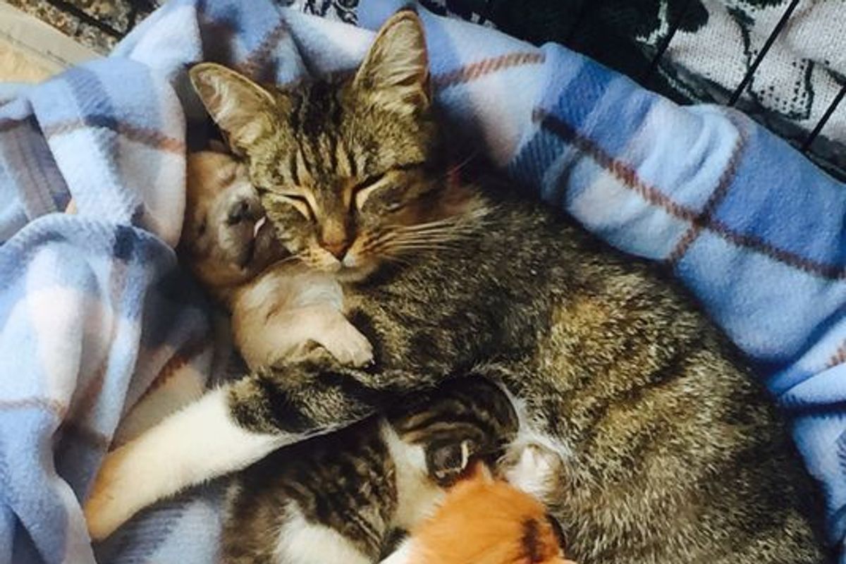 Rescue Cat Gives an Orphaned Puppy the Love He Has Been Looking for