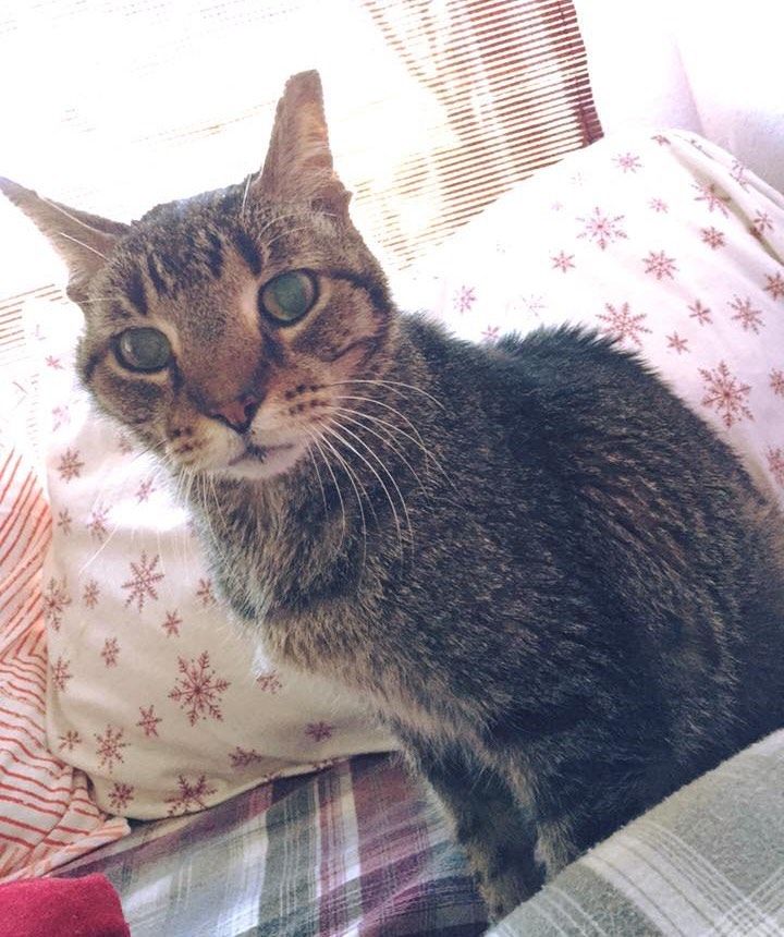 16-Year-Old Cat Lost His only Home 