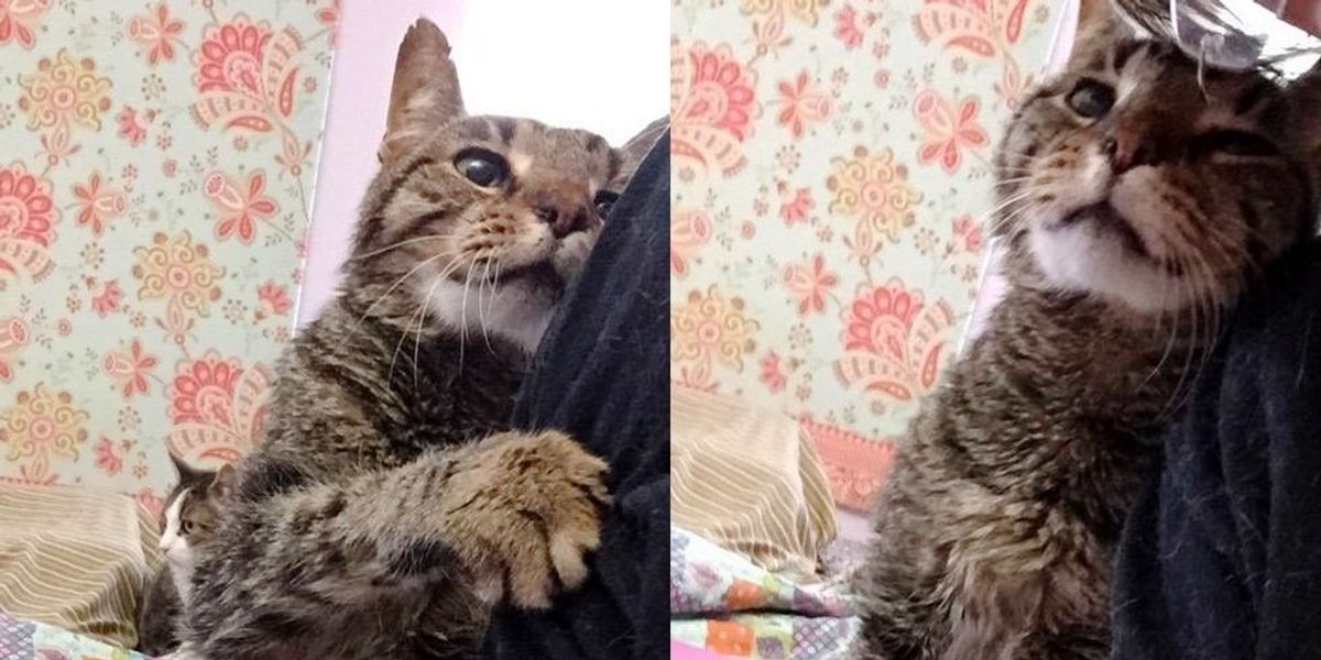 16YearOld Cat Lost His only Home, Tells His New Family How Happy He is to be Loved Again