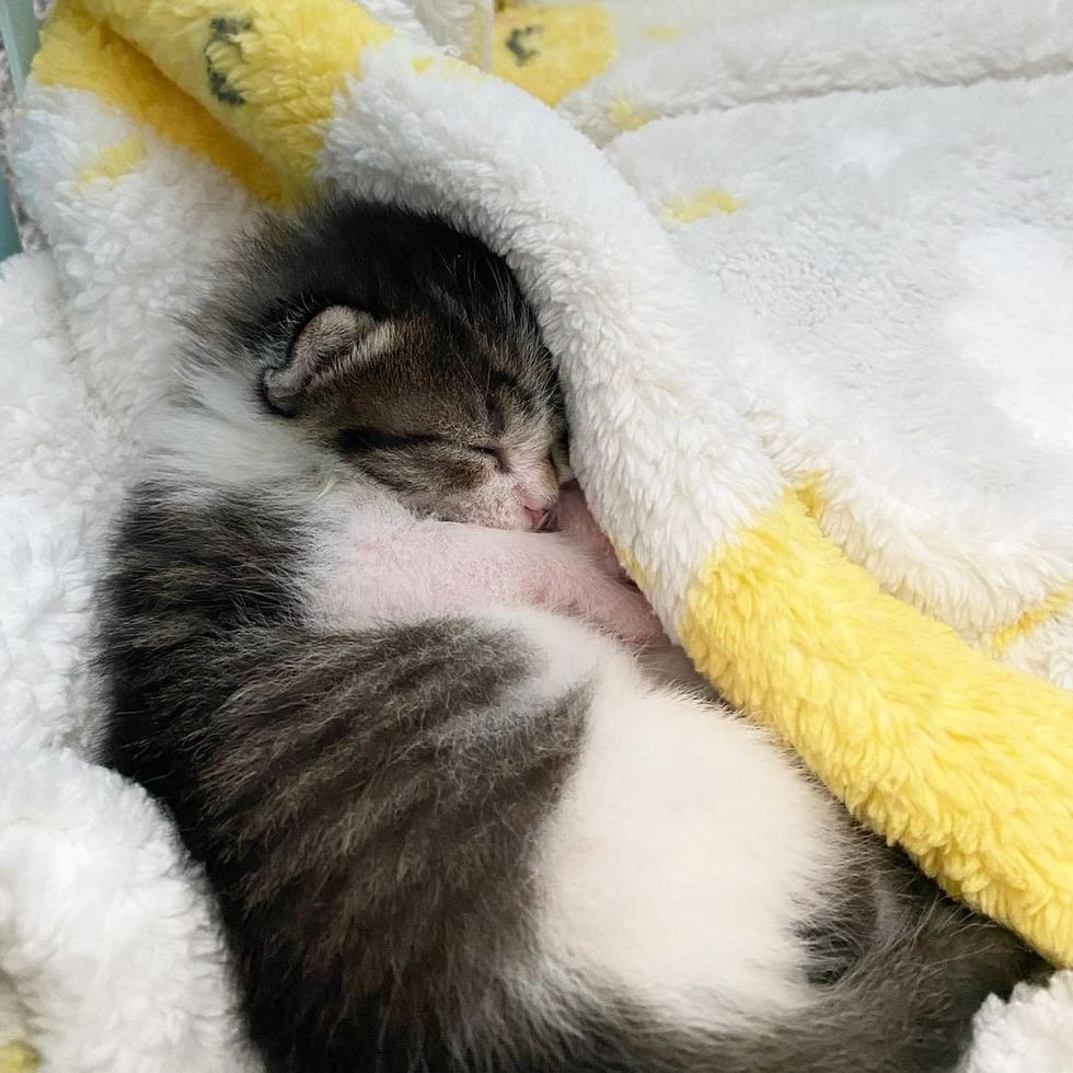 sleeping comfy kitten