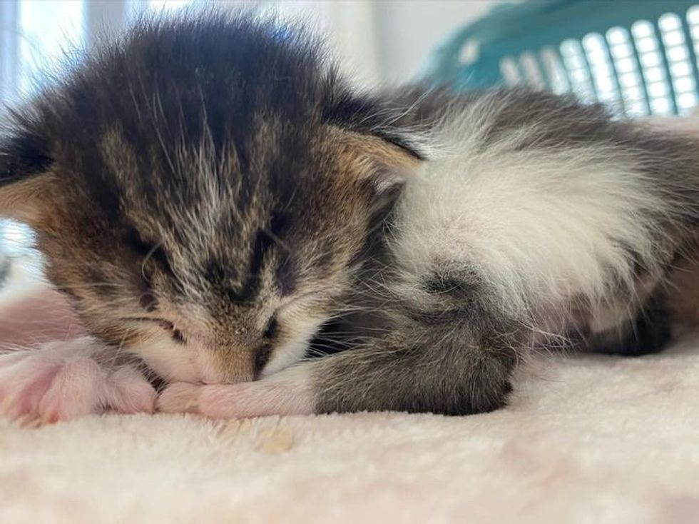 tiny bottle kitten sleeping