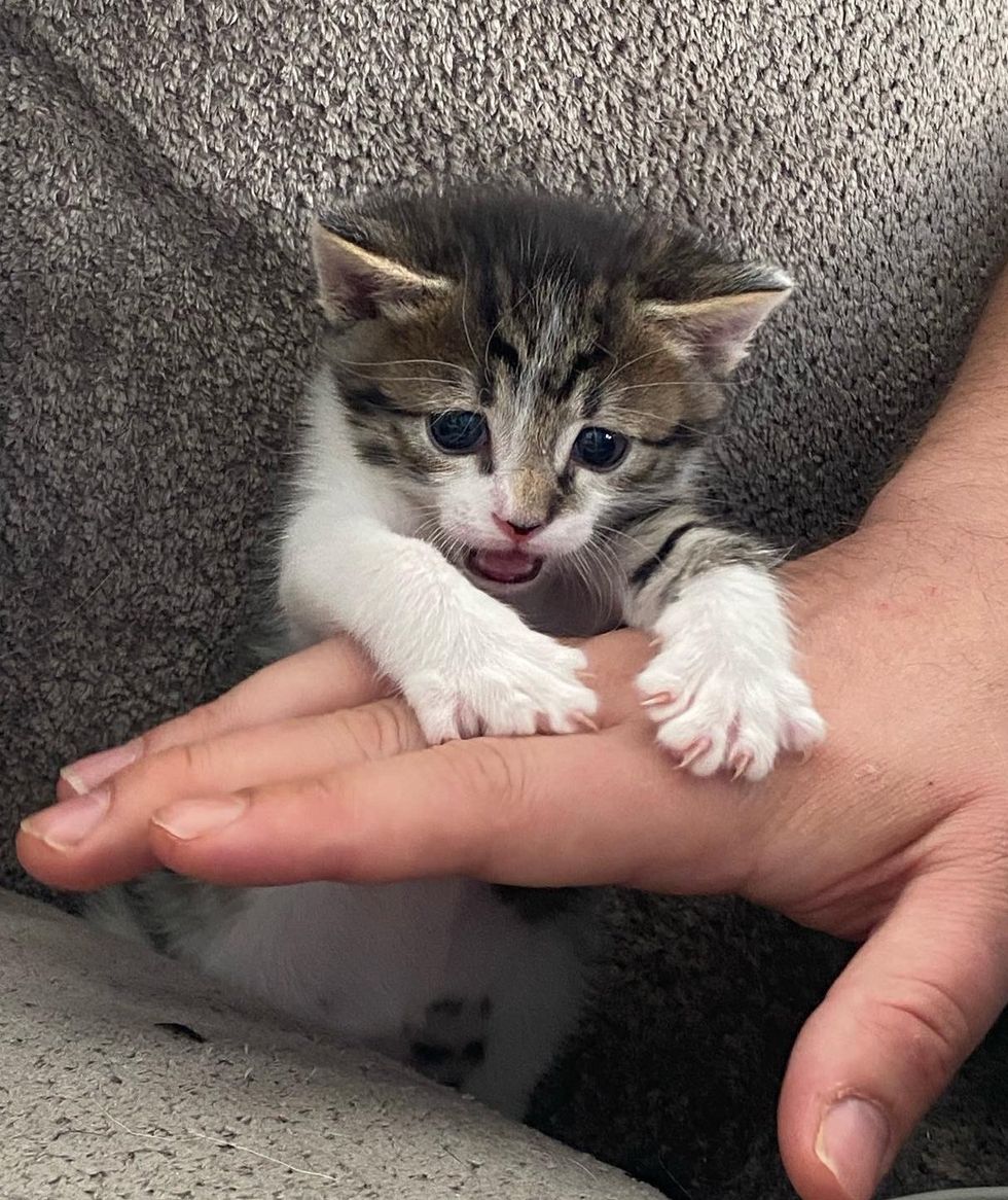 kitten playful paws