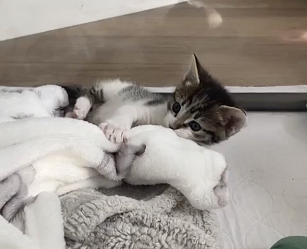kitten wrestling blanket