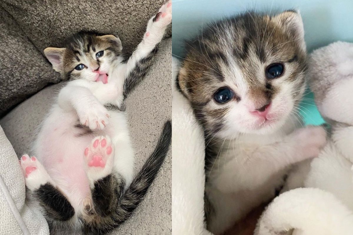 Lonely Kitten Plucked from Backyard, Decides He'll Be a Spoiled Cat from that Moment on