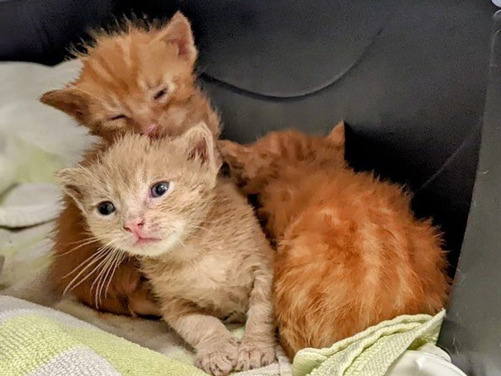 tiny ginger tabby kittens