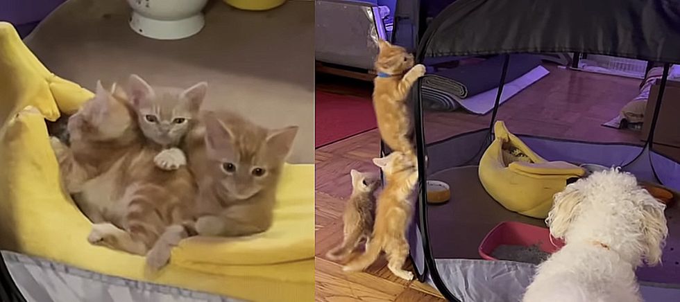 playful cute ginger kittens