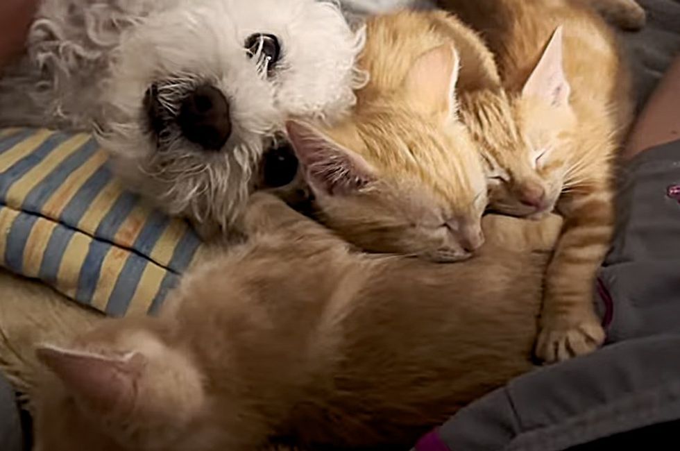 kittens snuggly dog