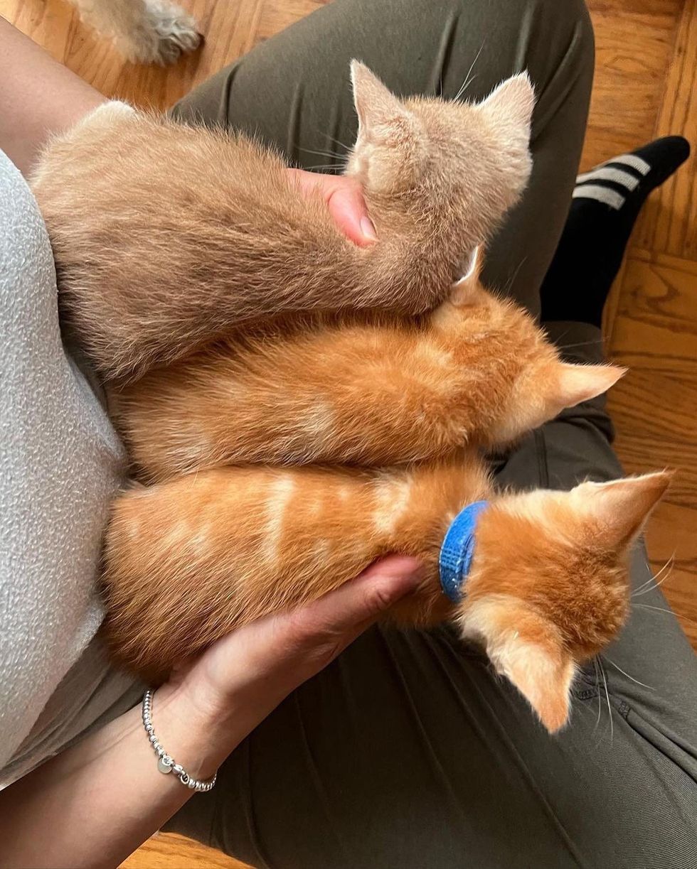 ginger kittens lap cats