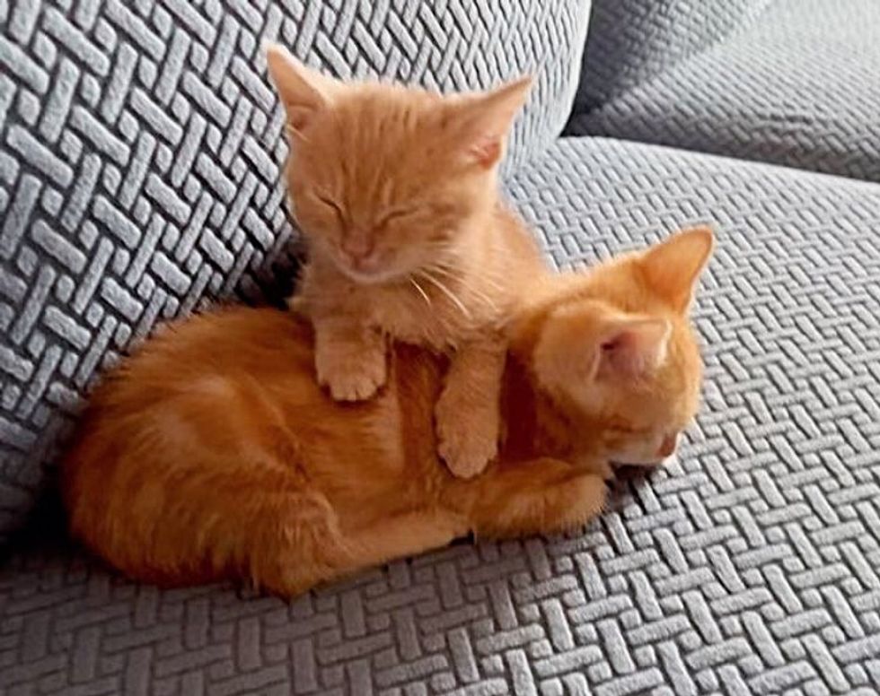 kittens snuggly ginger