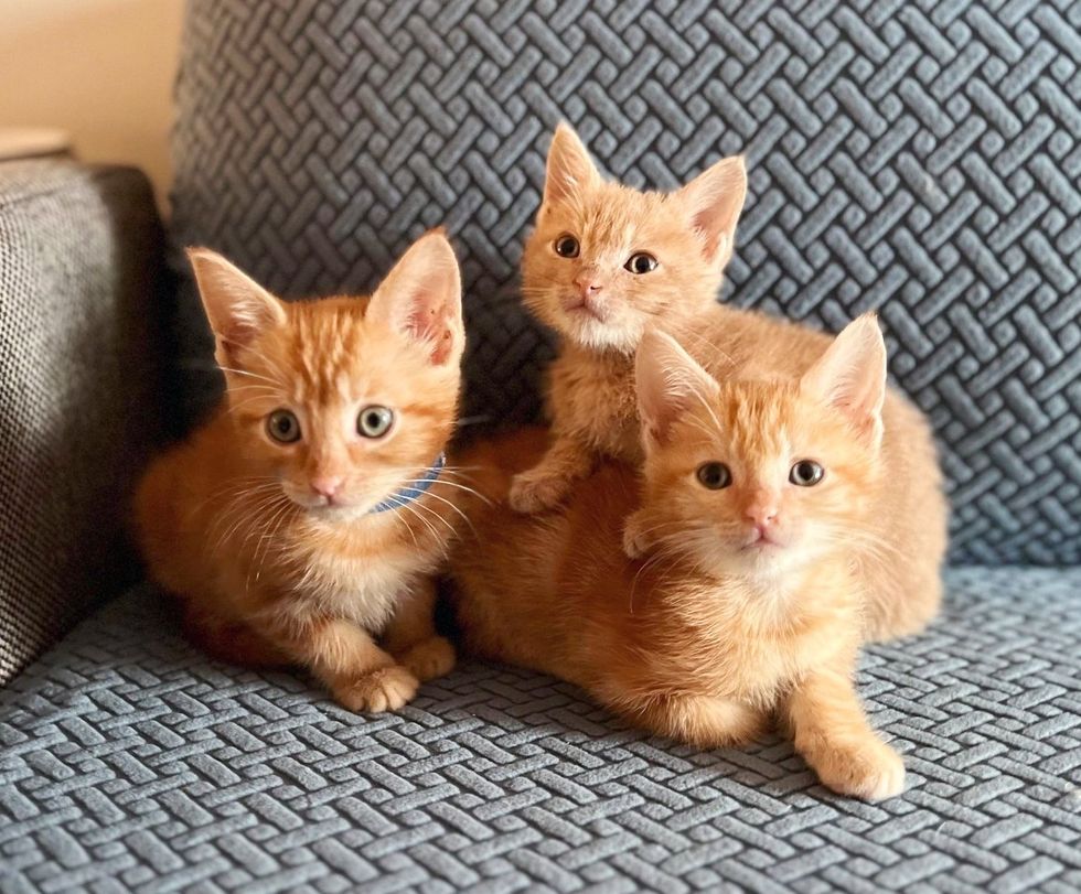 three ginger kitten