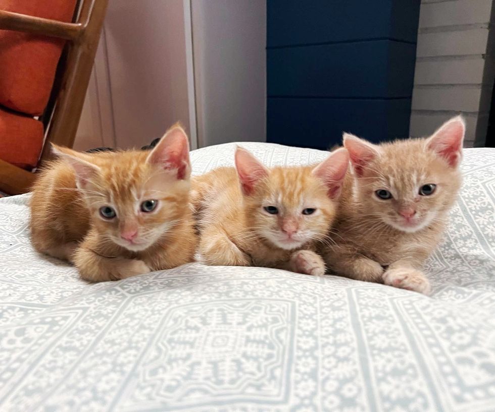 three ginger kittens cute