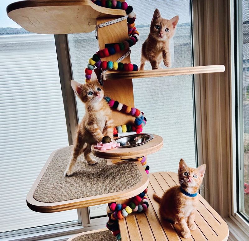 three ginger kittens cat tree