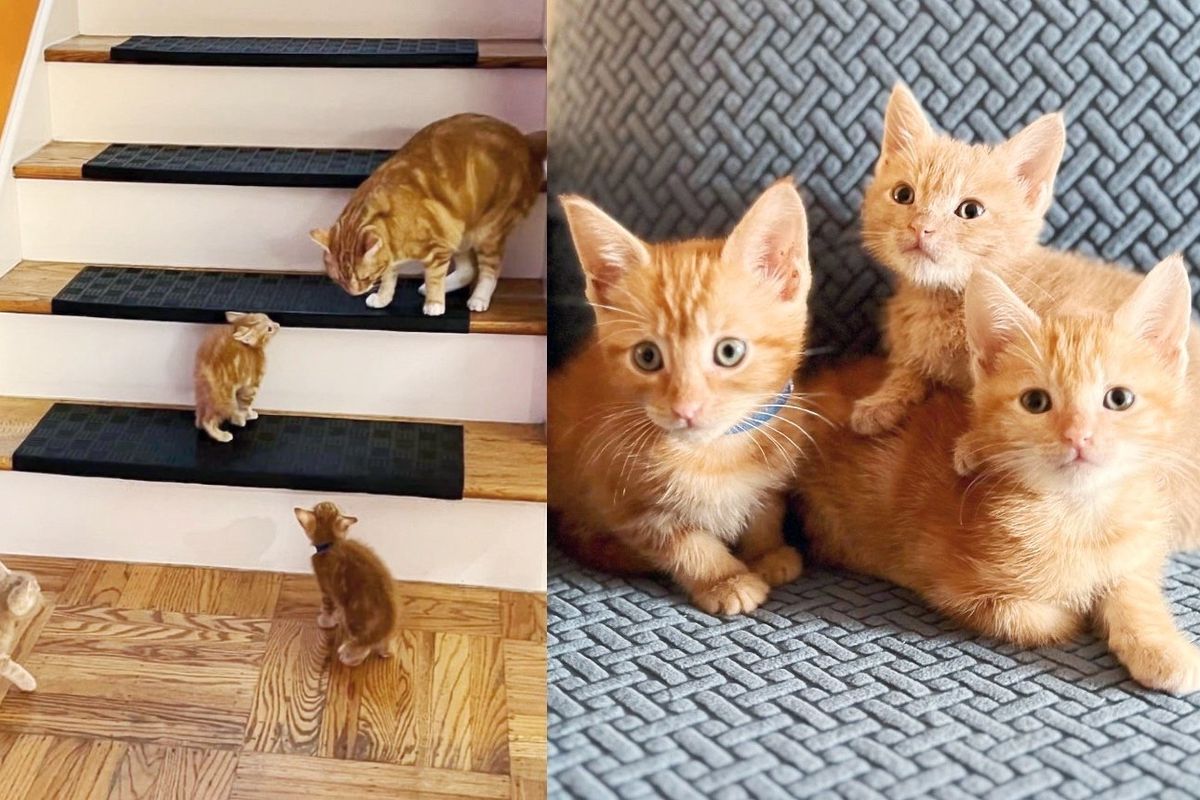 3 Kittens Came from Back of a Truck, Now Run Around Giving People, Other Cats and Even a Dog Their Adoration