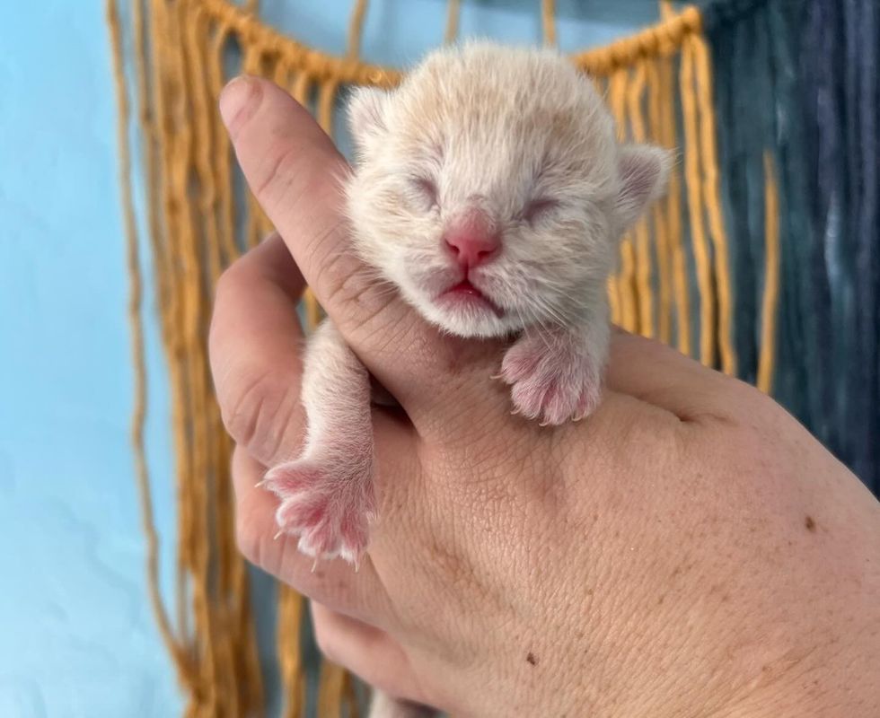 newborn kitten cream