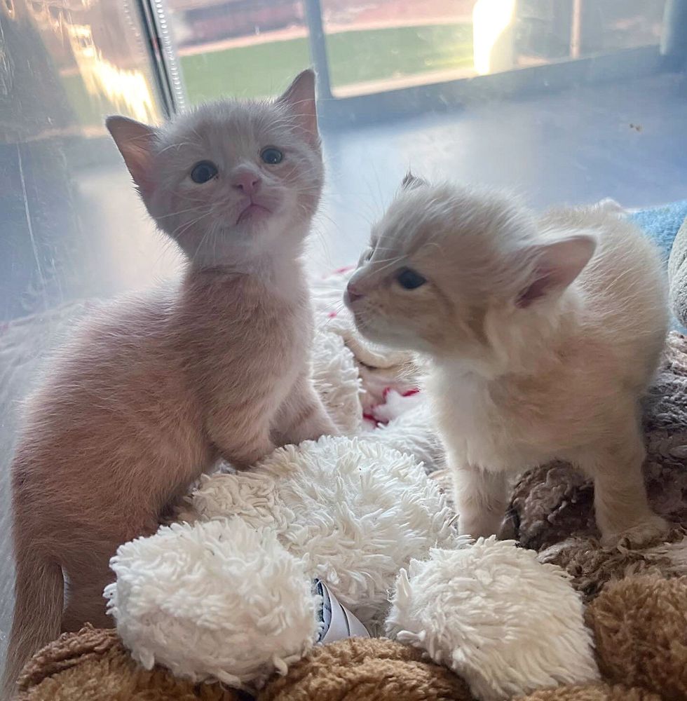 Kitten Born Days Earlier than Her Feline Sister Becomes Attached, They ...