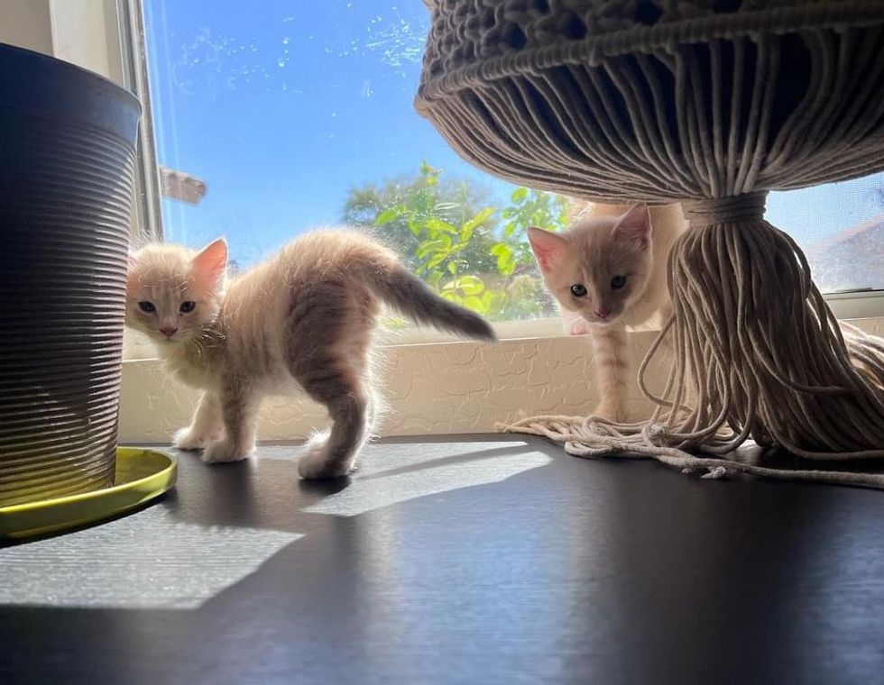 cute bonded kittens sisters