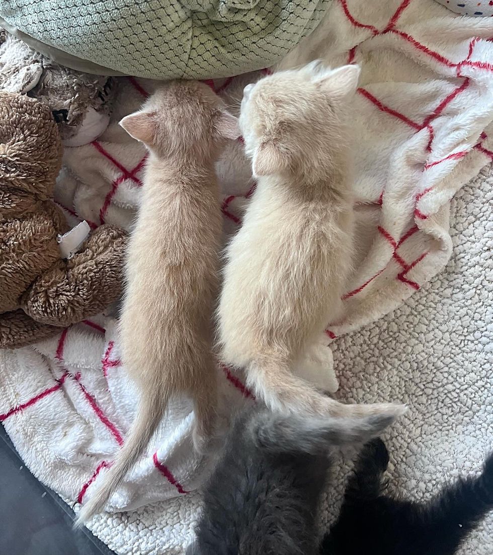 bonded kittens cream