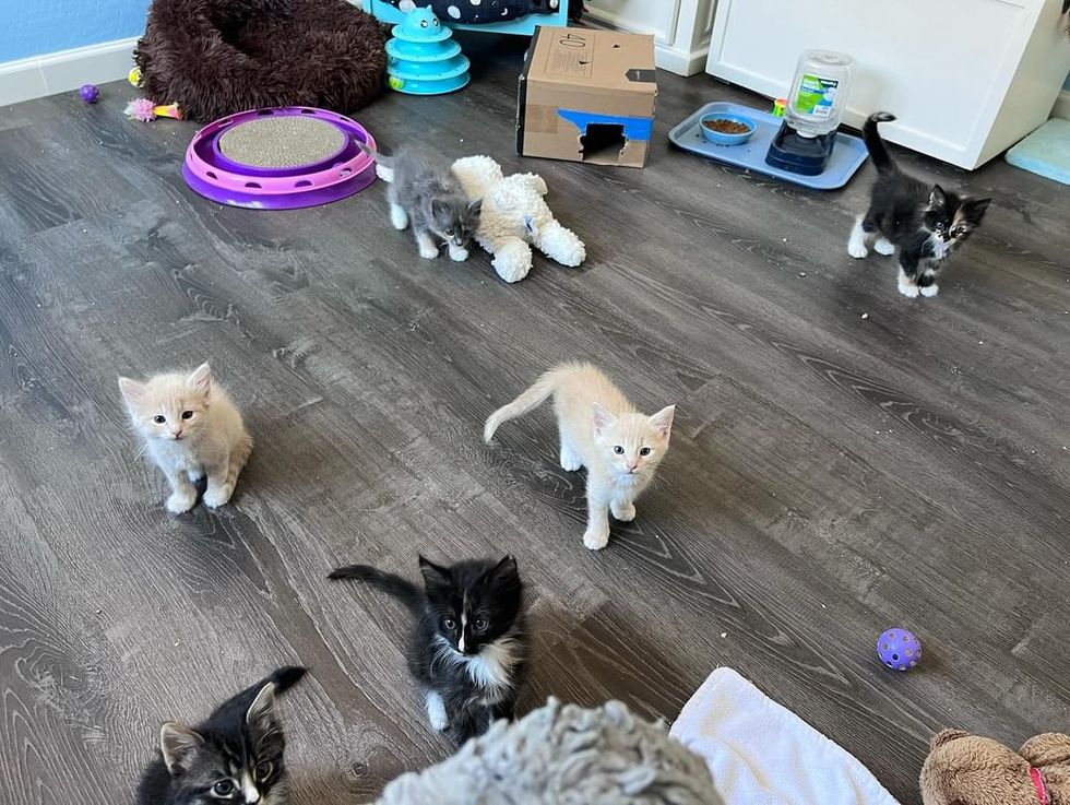 kittens playful room