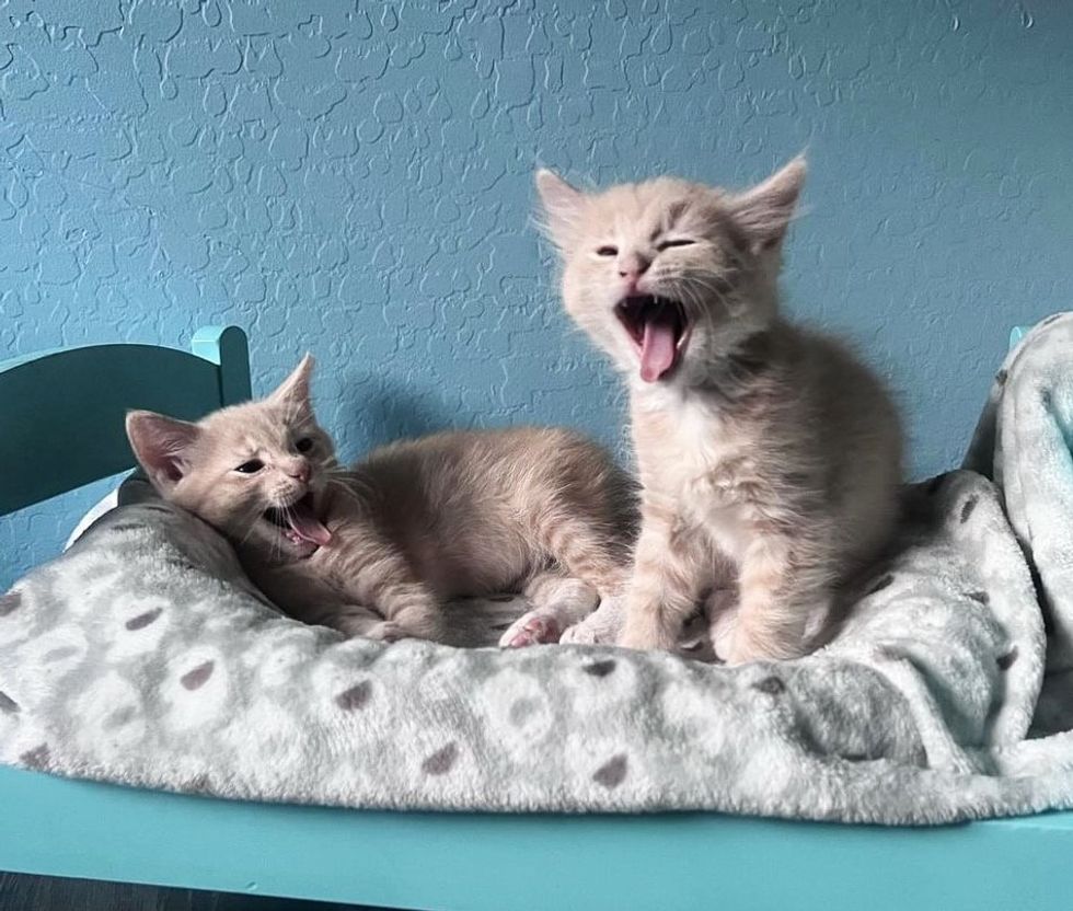 kittens yawning cute