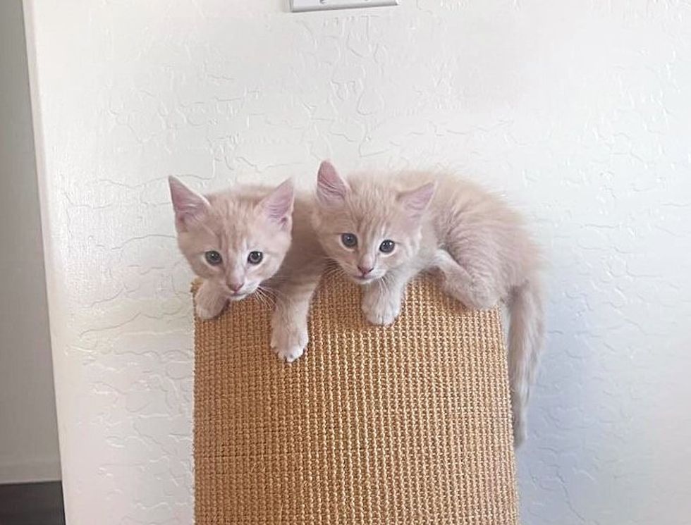 cream kittens bonded sweet