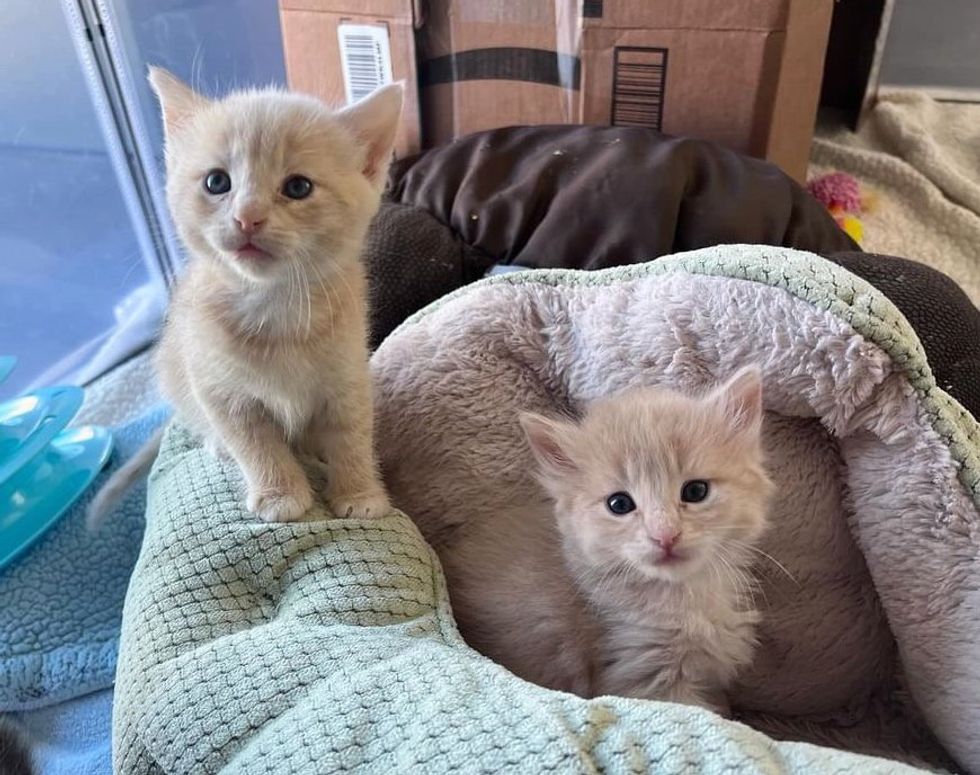 buff cream kittens