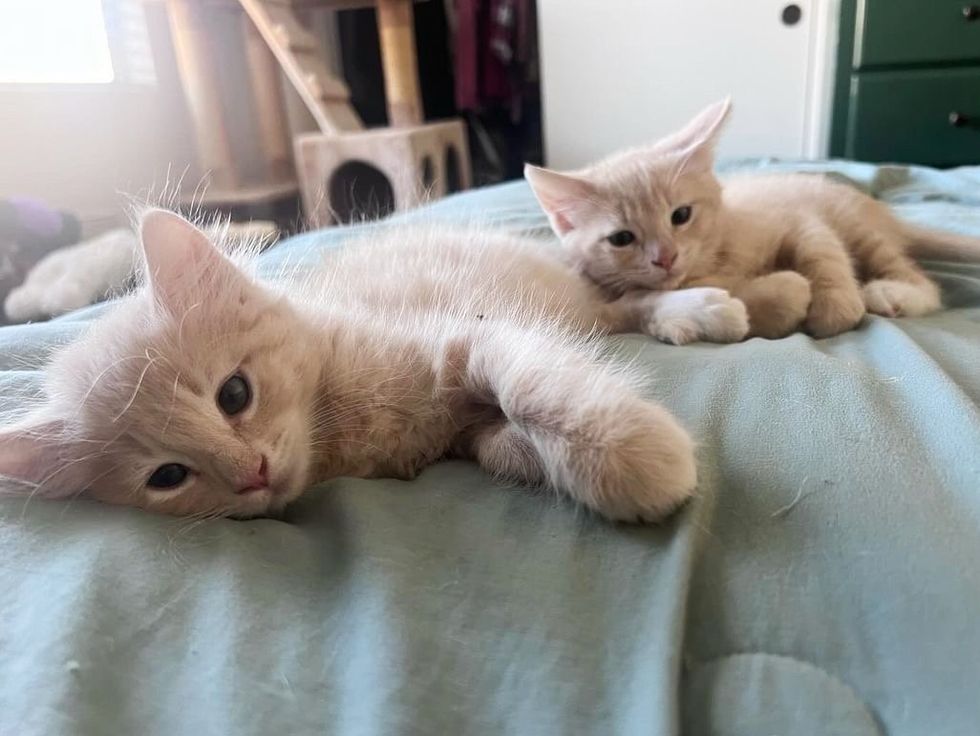cream kittens sisters fluffy