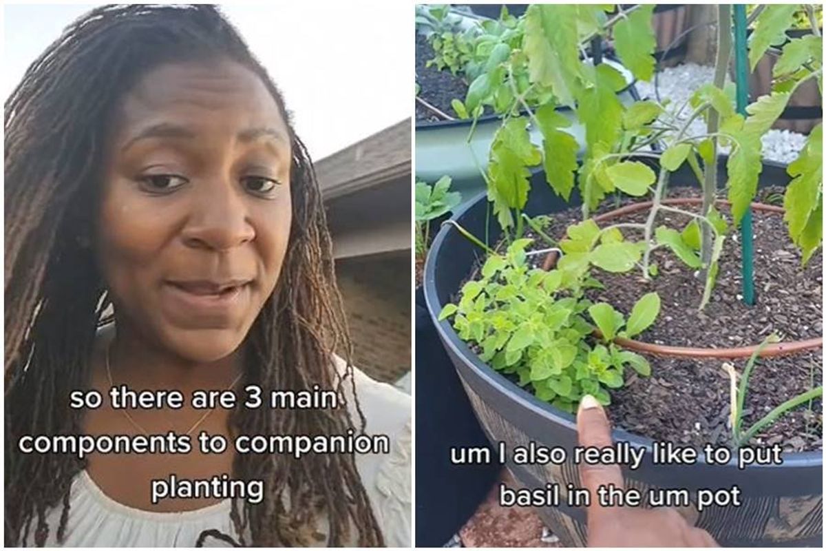 companion planting, ashley nicole, gardening influencers