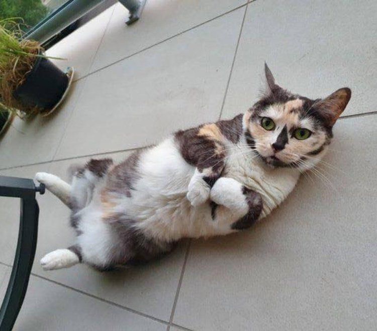 calico cat belly