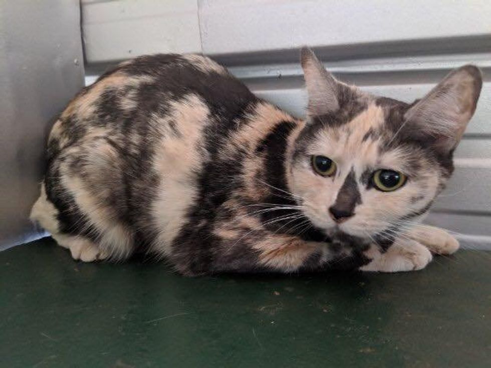 shelter calico cat