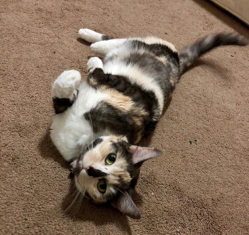 calico cat belly rubs