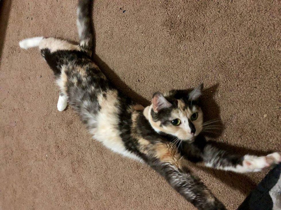 calico cat big stretch