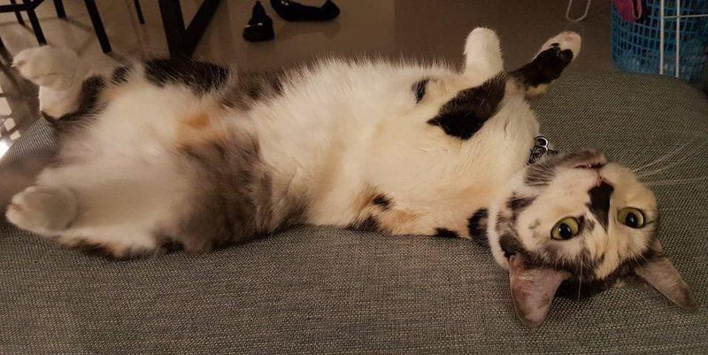 calico cat belly