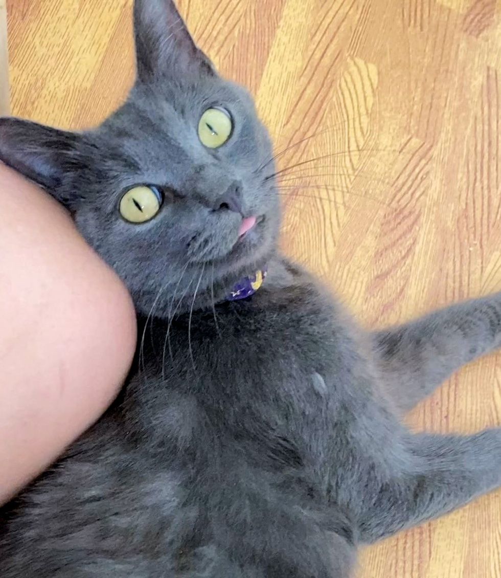 gray cat blep