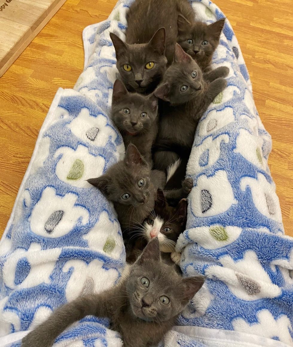 lap filled kittens cats