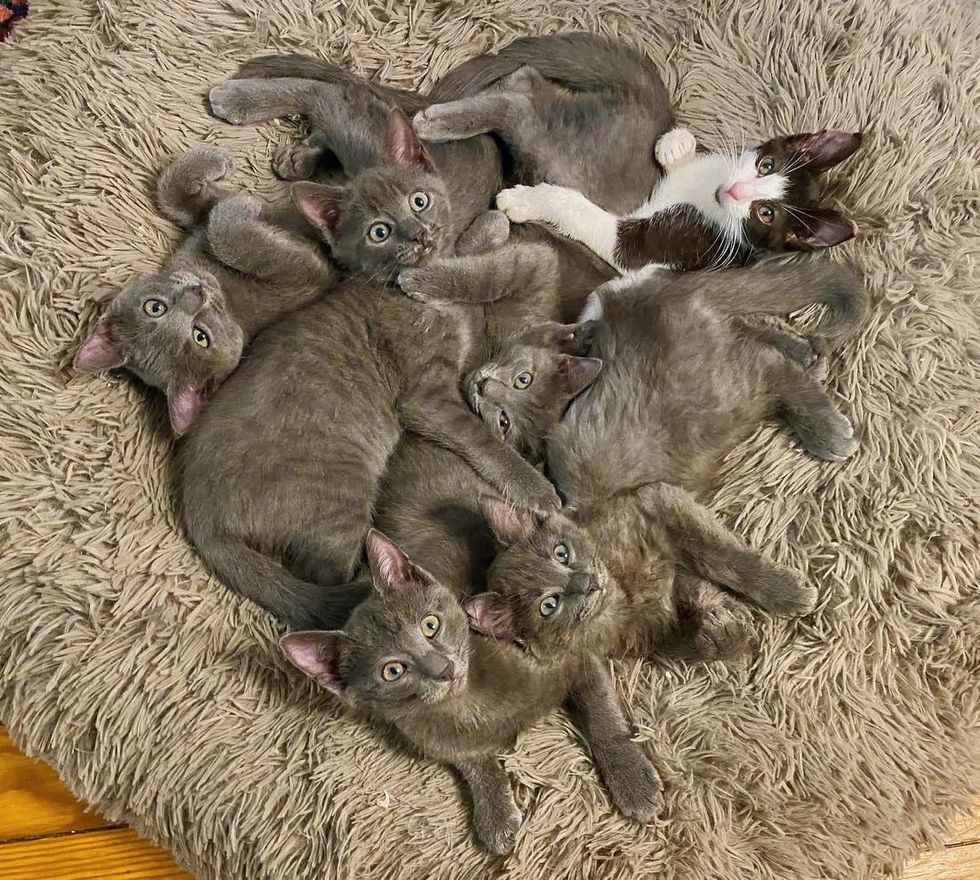 gray kittens cuddle puddle