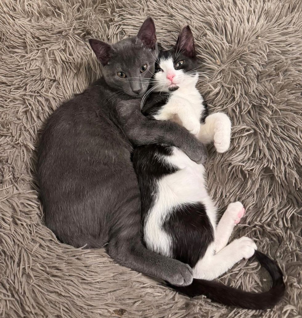 cuddly bonded kittens