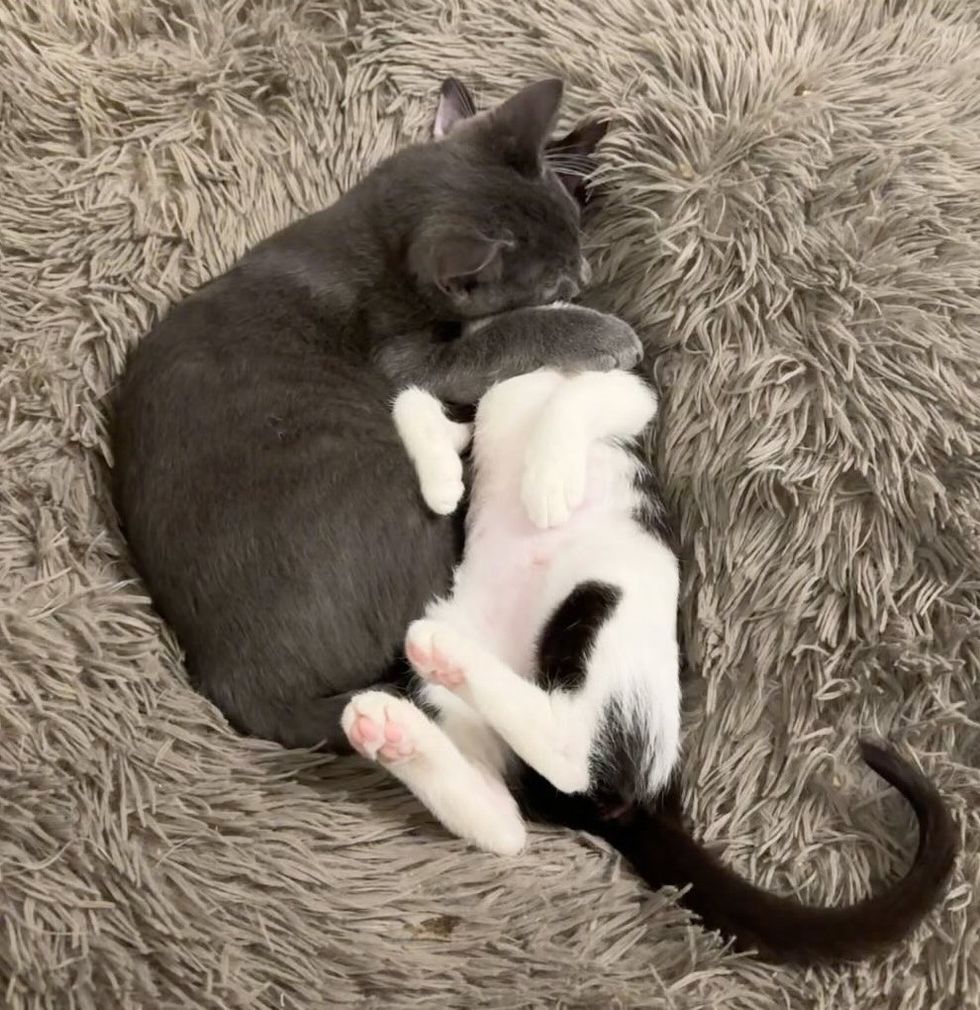 cuddly kittens champion  friends