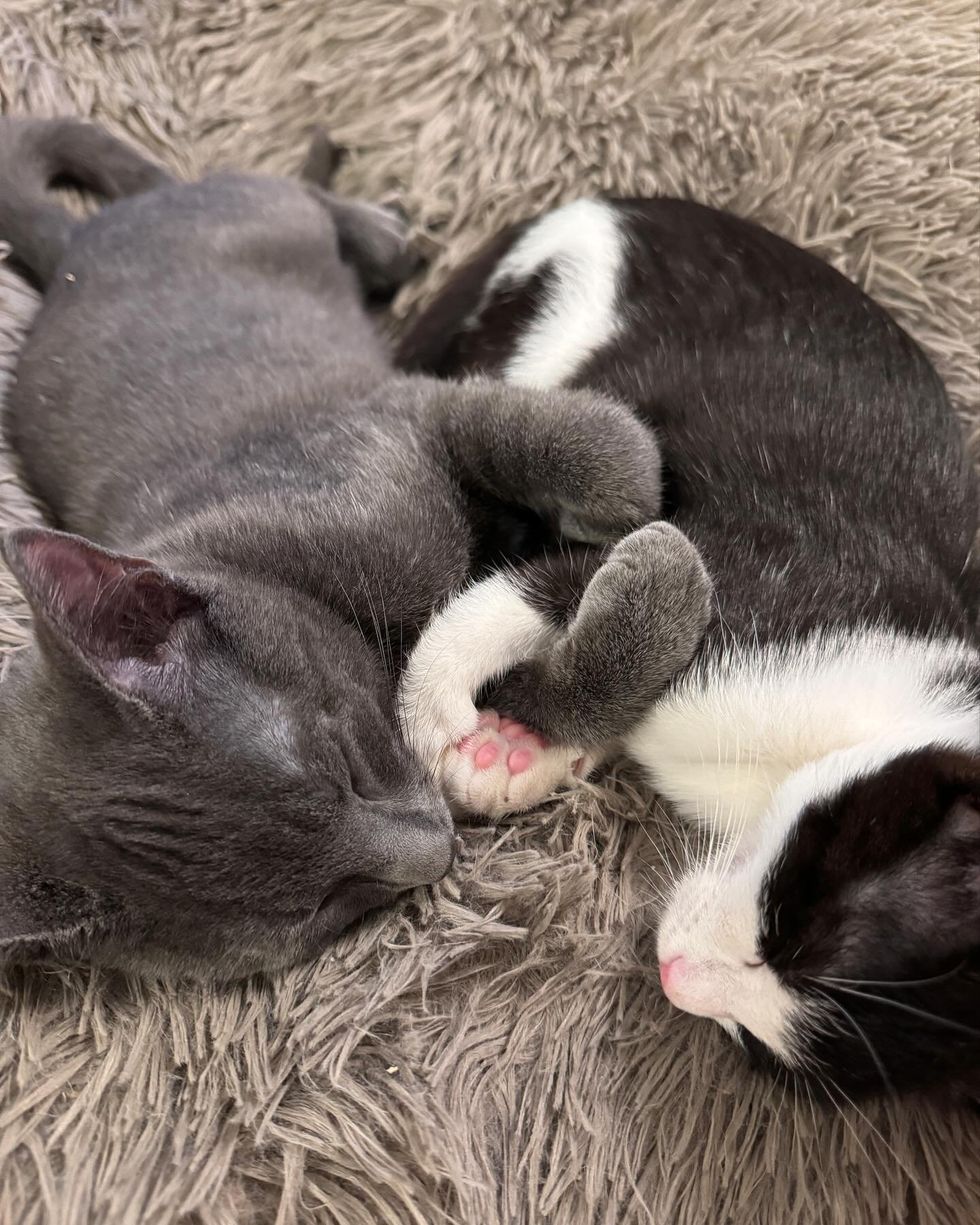 sleeping cuddly kittens