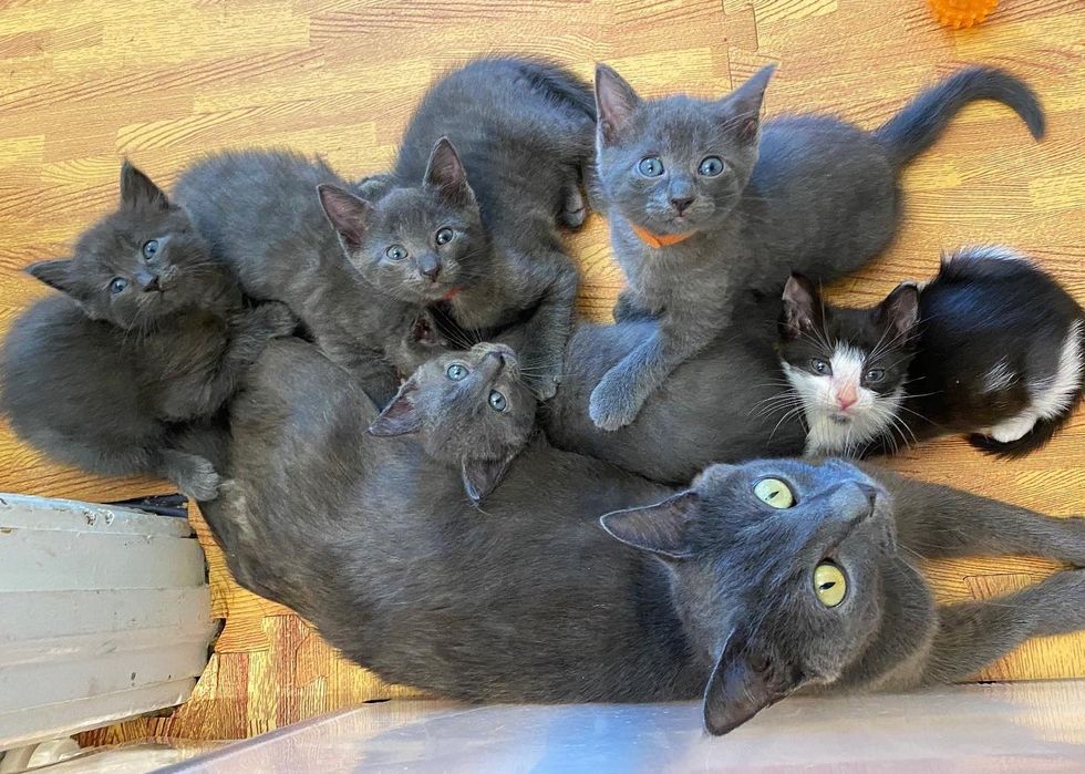 gray cat kittens tuxedo