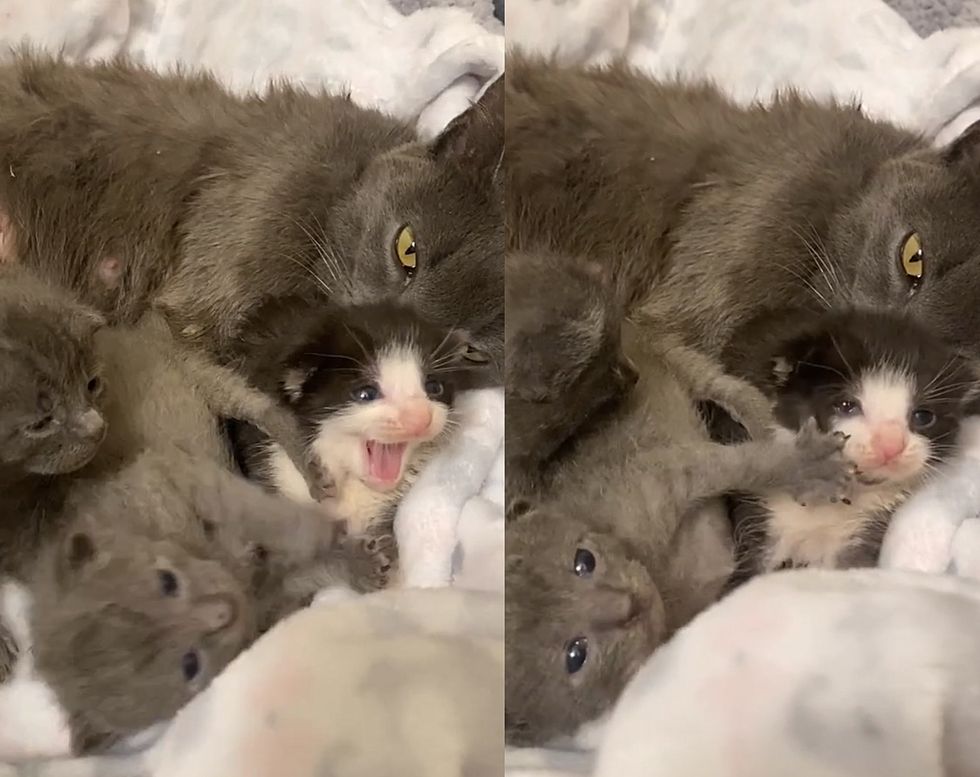 gray cat kittens tuxedo