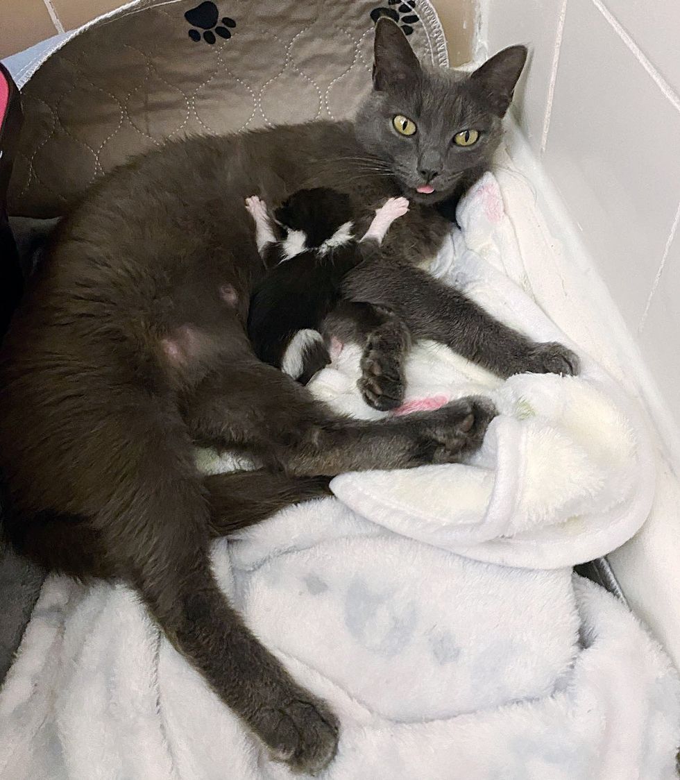 kitten nursing feline  mom