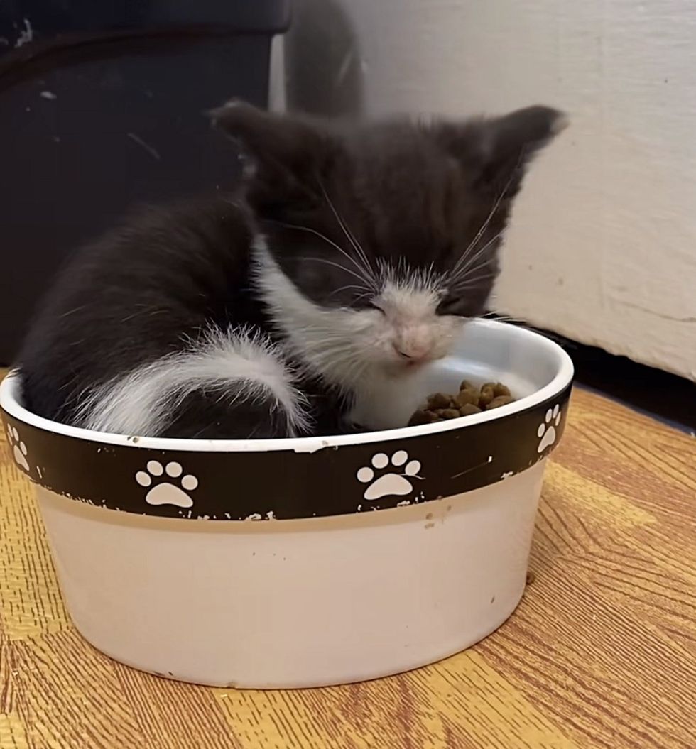 kitten in food bowl