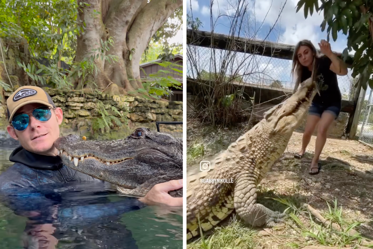 Amazing couple is building a 40-acre wildlife rescue in Florida to change how people think about alligators