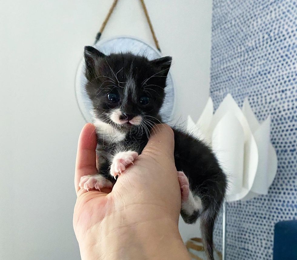 tuxedo kitten handful