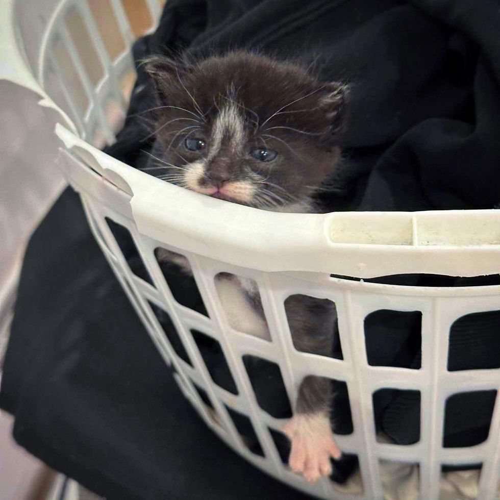 sweet kitten basket