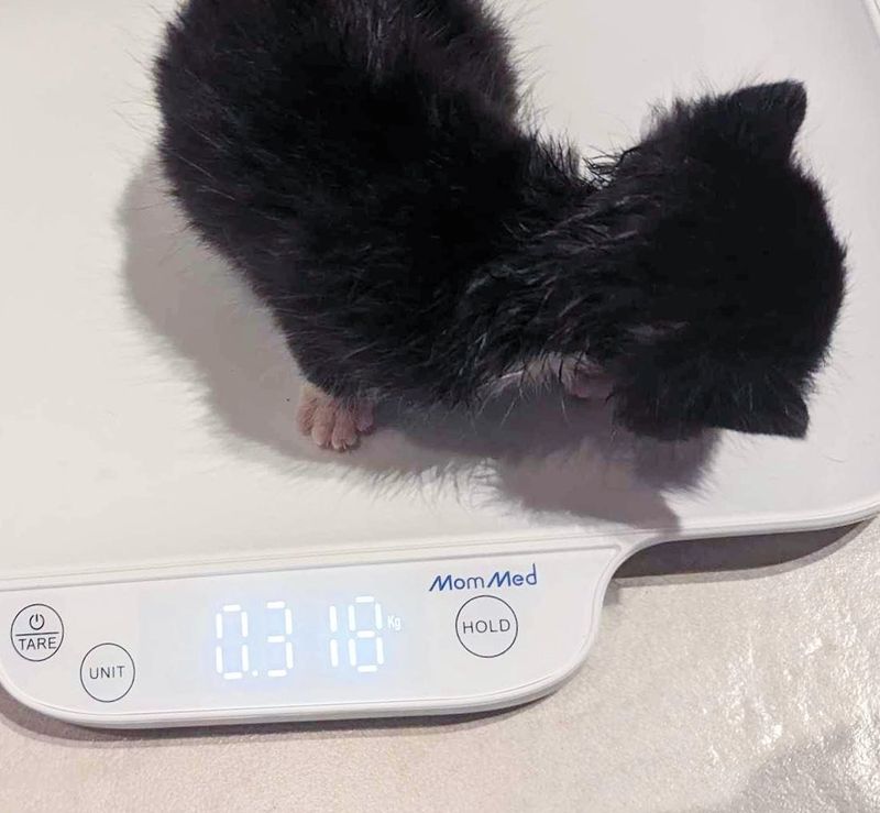 kitten tiny scale