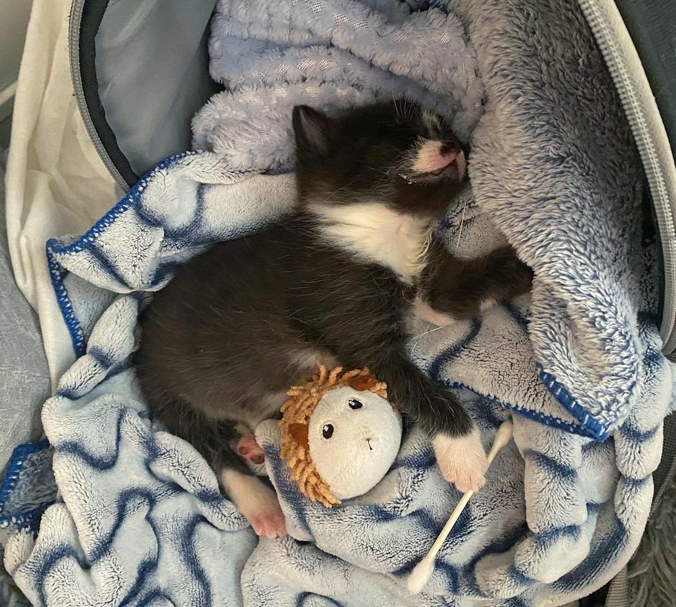 tuxedo kitten sleeping