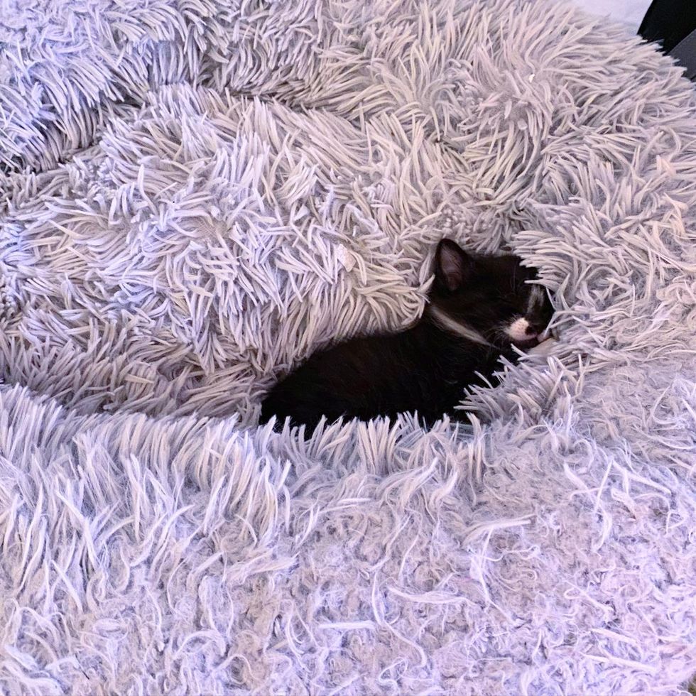 tiny kitten sleeping fluffy bed